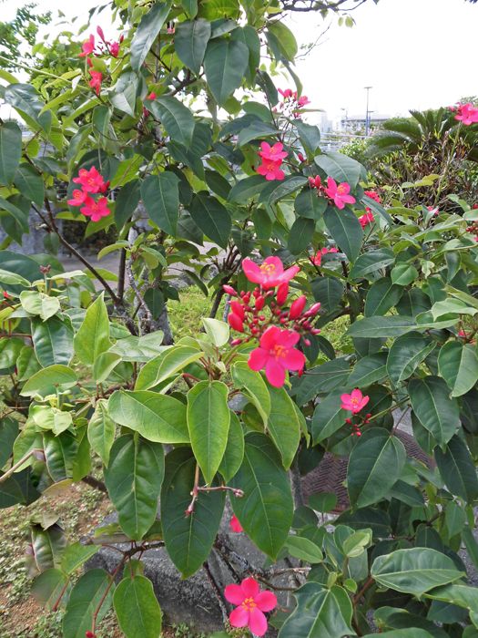 バンブーハウス 沖縄 熱帯花木 テイキンザクラこと南洋桜 | 沖縄
