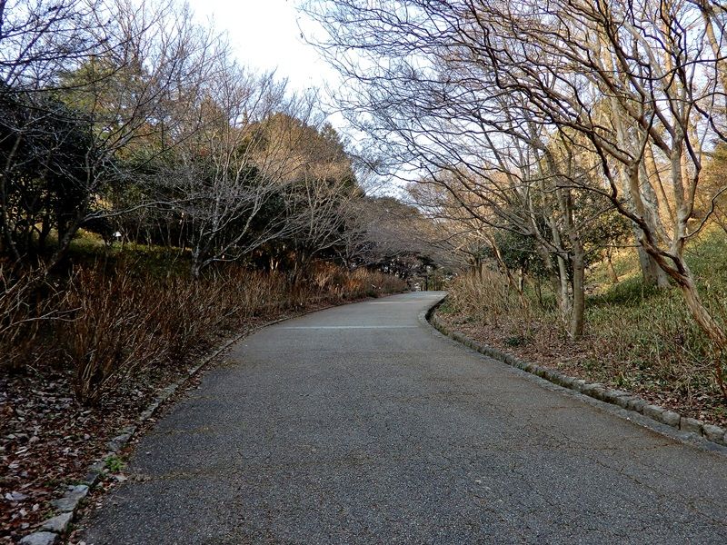 あじさい坂5