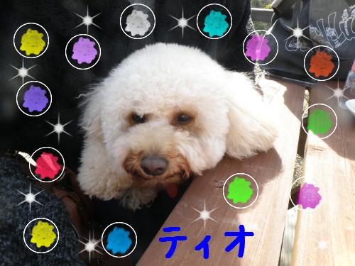 ﾃｨｵ.JPG