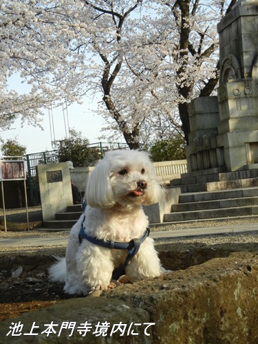 池上本門寺