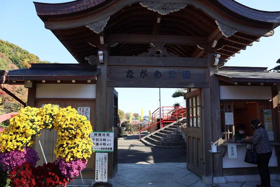 ながめ公園の第65回関東菊花大会 | タムーのブログ - 楽天ブログ