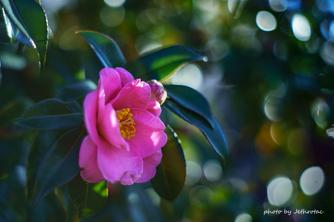【虹色ゴースト】動作◎ Super Takumar 55mm F1.8 2228 虹色ゴースト】動作◎ Super Takumar 55mm F1.8 2228 - レンズ
