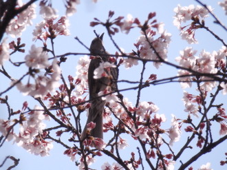 桜と鳥　4.9　2014