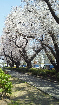 さがみ野の桜７