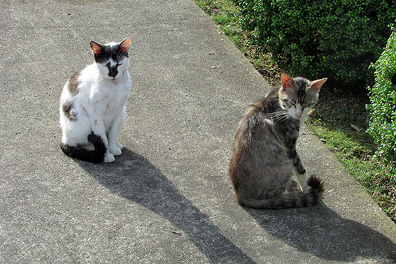 我が家のニャンコ♪2015/5/23-3
