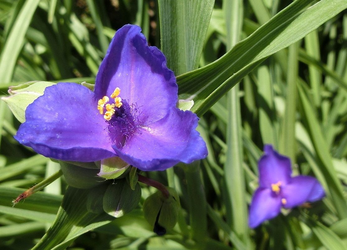 最高かつ最も包括的なムラサキツユクサ 花 言葉 すべての美しい花の画像