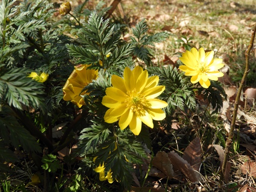 旧芝離宮恩賜庭園にて