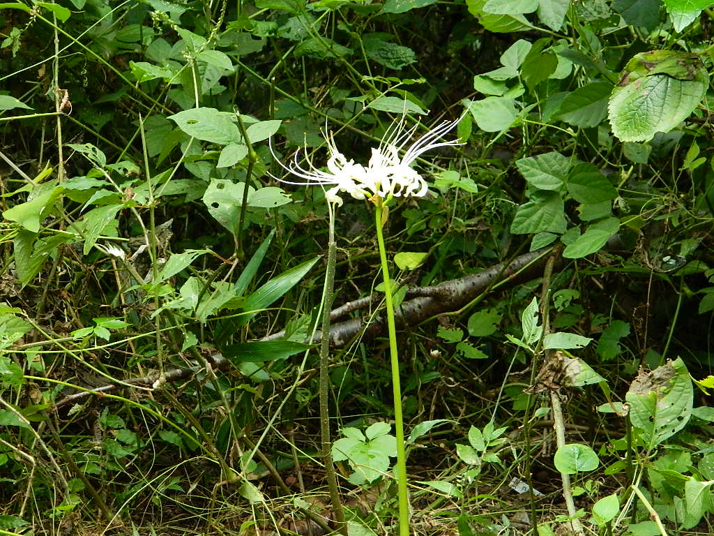 DSCN4585.JPG