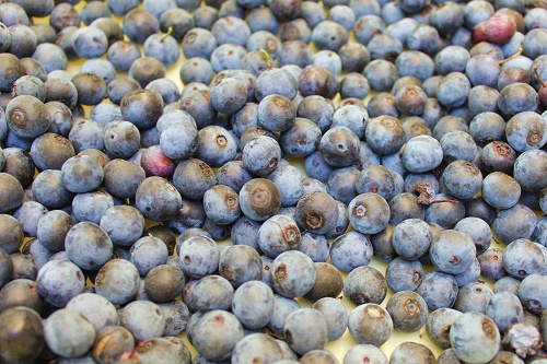 ブルーベリー (2).JPG