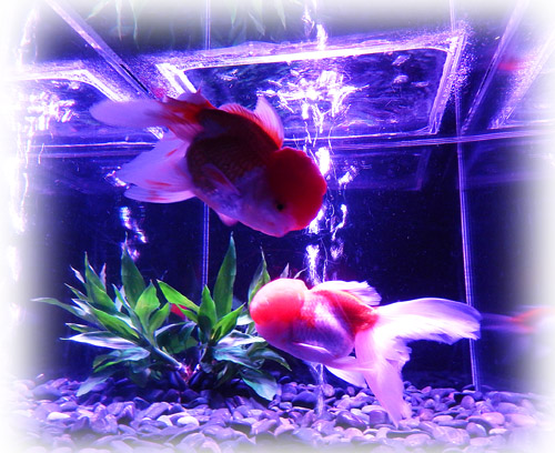金魚４