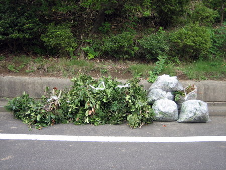剪定後の大量のゴミ