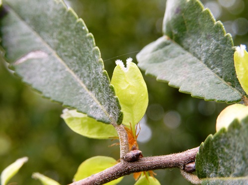 アキニレの実 (3).JPG