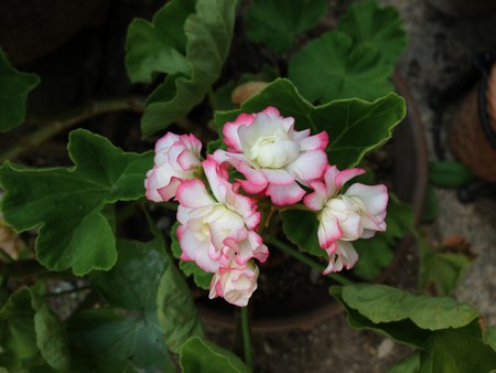 1庭１白花450.jpg
