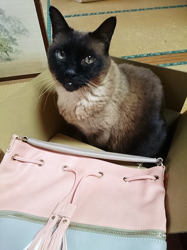 プレゼント
