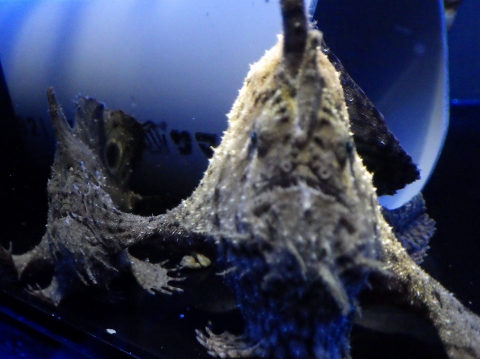 Brackish Water frogfish71　ブラキッシュウォーターフロッグフィッシュ（Antennarius biocellatus）
