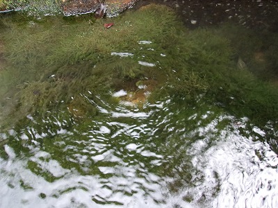湧き水.jpg