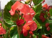 ５月１５日の誕生花 ベゴニア センパフローレンスの花言葉 あなたは親切 四季咲きベゴニアの 片思い 弥生おばさんのガーデニングノート 花と緑の365日 楽天ブログ