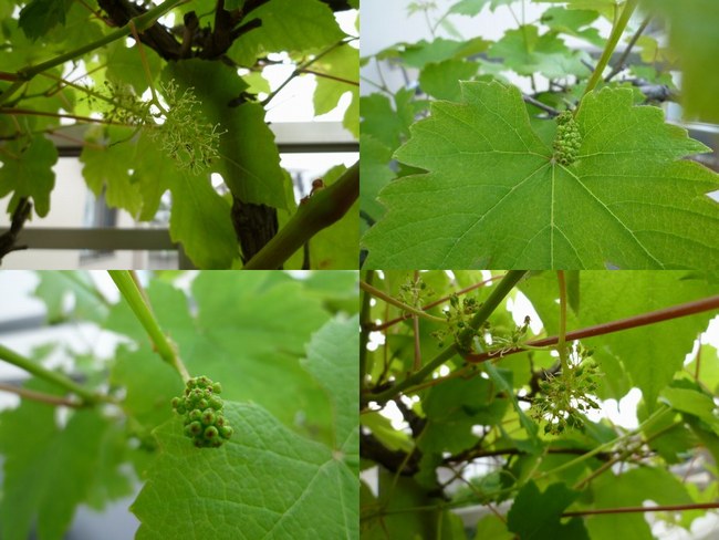 2葡萄花　4枚650.jpg