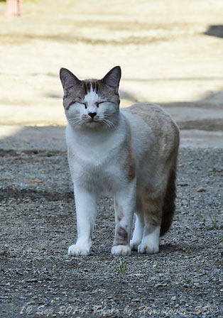 20140919_1527Cat_Obihiro_01