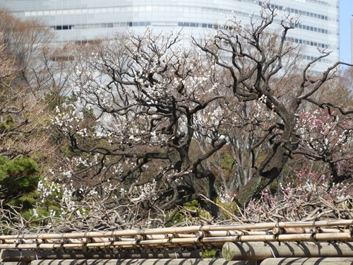 浜離宮恩賜庭園にて