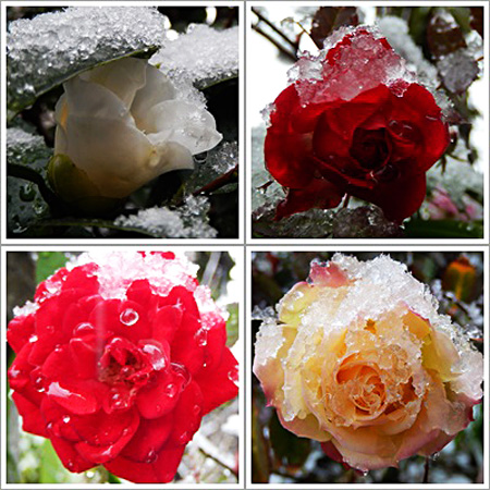 花4枚