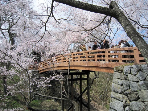 高遠桜3.JPG