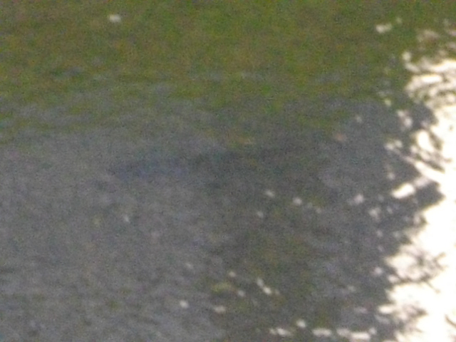 黒目川　＆　スーパーセール商品 005.JPG