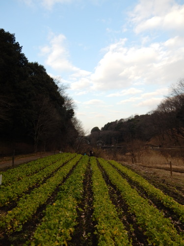 DSCN0032b20160131.jpg