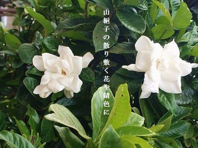 BLMで再注目、名曲「奇妙な果実」の歴史的 ...