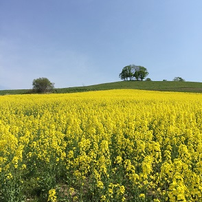 菜の花１１高原１.JPG