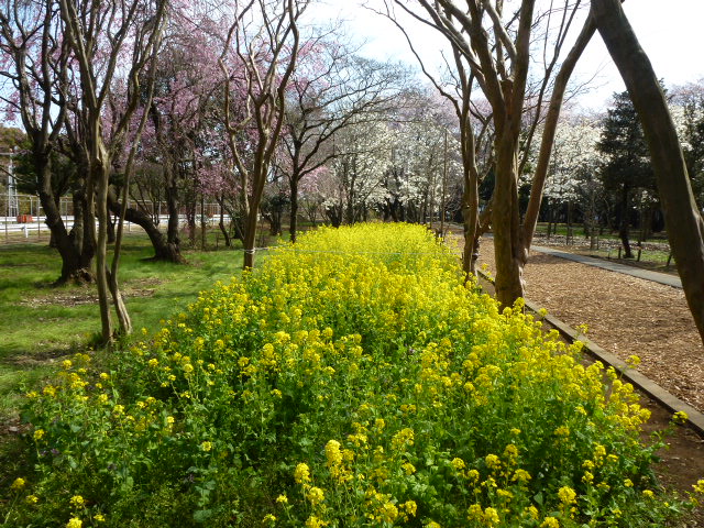 150 菜の花
