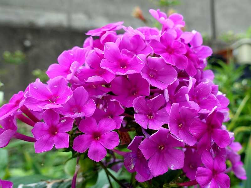7月14日 今日の一花 フロックス アナスタシア Gazengamaのブログ 散歩中に出合った花と趣味の陶芸作品 楽天ブログ