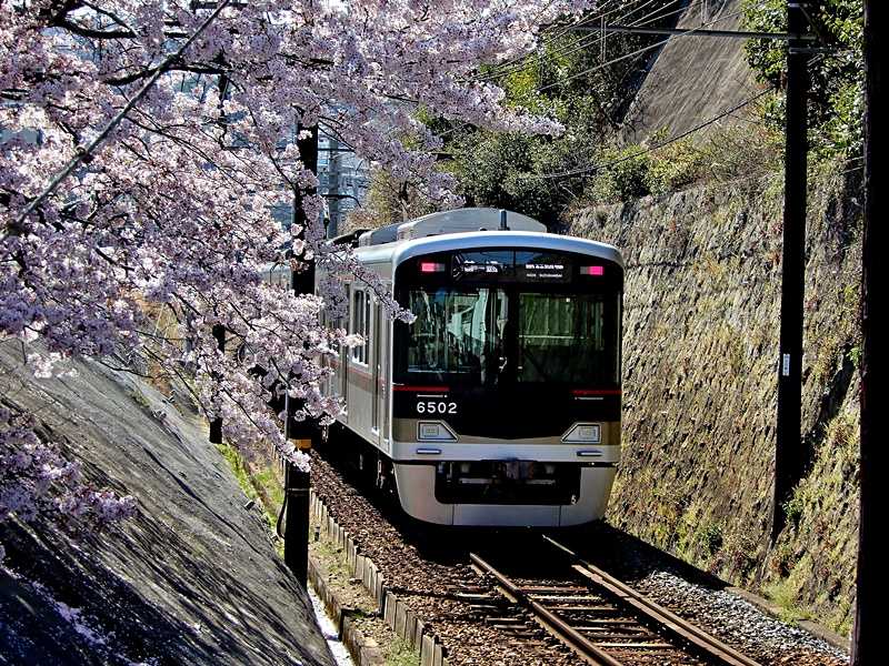 沿線の桜3