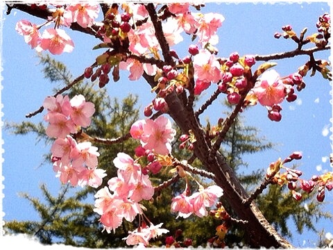 磯子駅前の河津桜３