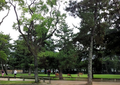 奈良公園