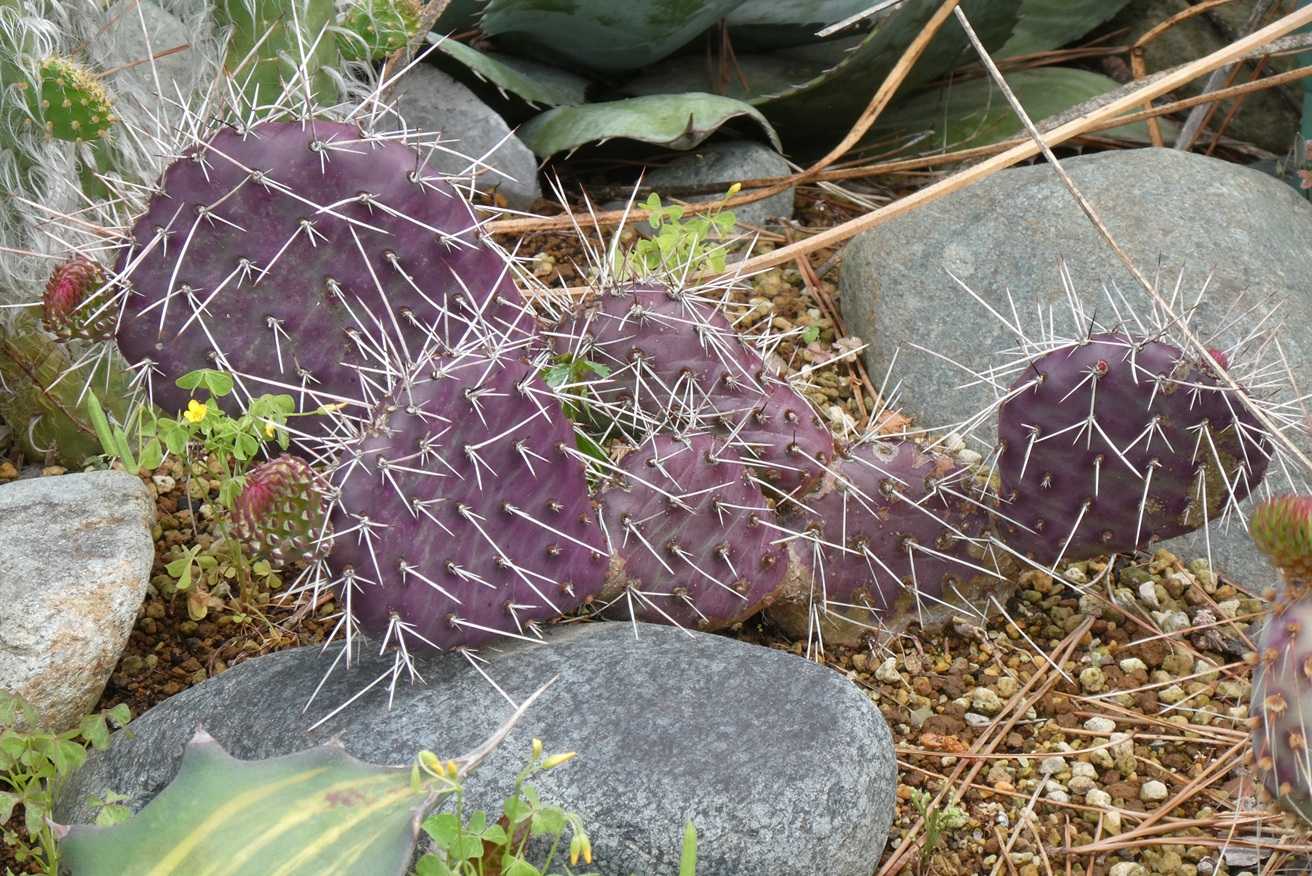 オプンチア・ダークナイト(Opuntia phaeacantha cv.darknight) | 小平