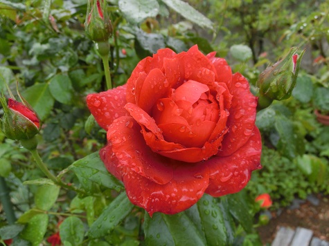 薔薇ホットココア