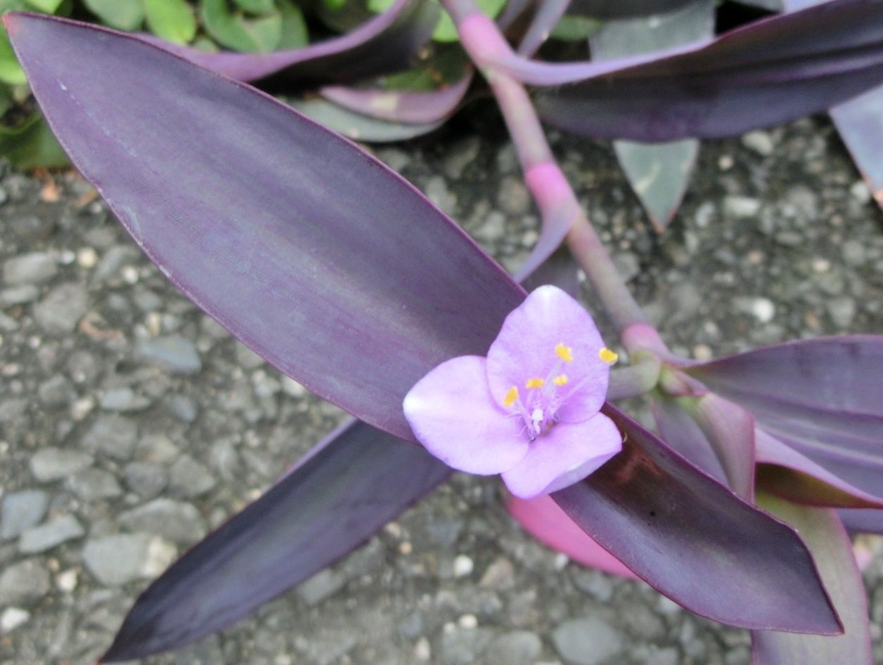 ムラサキゴテン シラユキユメ だい のひとりごと 楽天ブログ ムラサキゴテン シラユキユメ だい のひとりごと 楽天ブログ