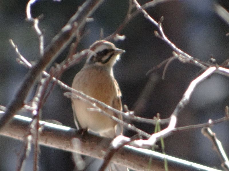 DSC00453 (800x600).jpg