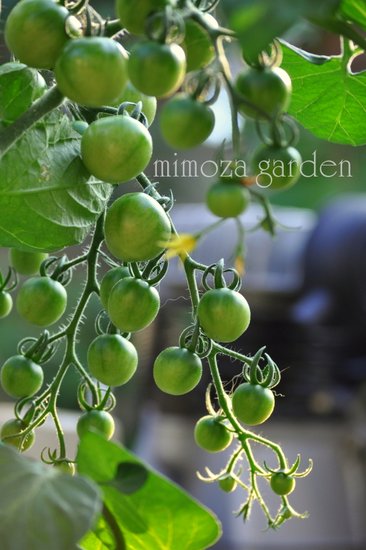 鈴なりのミニトマト