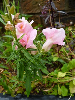 P1060614ss.jpg