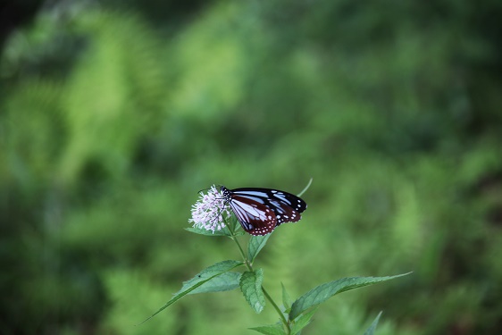 IMG_4129.JPG