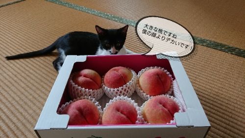 rblog-20180812002447-00.jpg