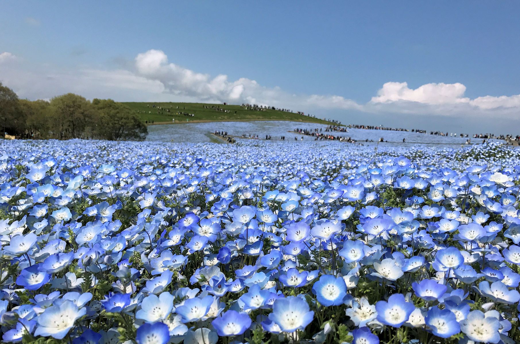 目的はネモフィラ お魚 マリモのひとりごと 楽天ブログ