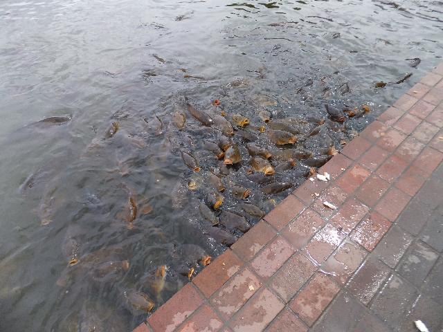 DSCF9627.jpg