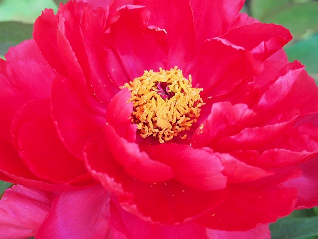 s-p1655.jpg