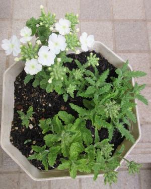狭い庭を花いっぱいにする育て方 楽天ブログ 狭い庭を花いっぱいにする育て方 楽天ブログ