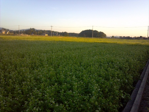 越前は、丸岡のそば畑