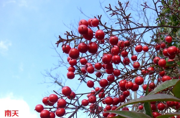 P1030275-001.JPG