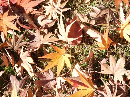 旧芝離宮恩賜庭園